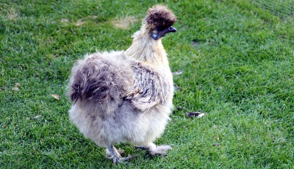 Blue Silkie Chicken: Learn All About How & Why They Are Blue