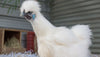 Silkies: The Best Pet Chicken Breed