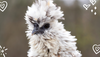 Frizzles and Sizzles: Exploring the Unique Characteristics of the Frizzle Silkie Chicken