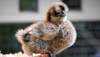 Baby Silkie Chickens: Caring for the Smallest of the Small Chickens