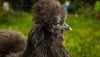 Black Silkie Chicken: The Ultimate Guide to the Black Beauty of the Bantam World