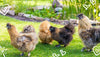 Silkie Bantam Chicken: Friendliest Chicken In The World?