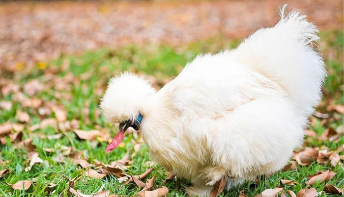 Silkie Chickens: A Complete Guide to World’s Favorite Fluffy Bantam