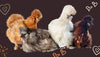 A Complete Guide To Silkie Chicken Colors: Breeding Chart, Sexing, Standards and More!