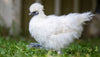 White Silkie Chickens - Complete Breed Profile & Photo Gallery