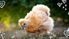 Exploring the Buff: The Sassy Little Redhead of the Silkie World