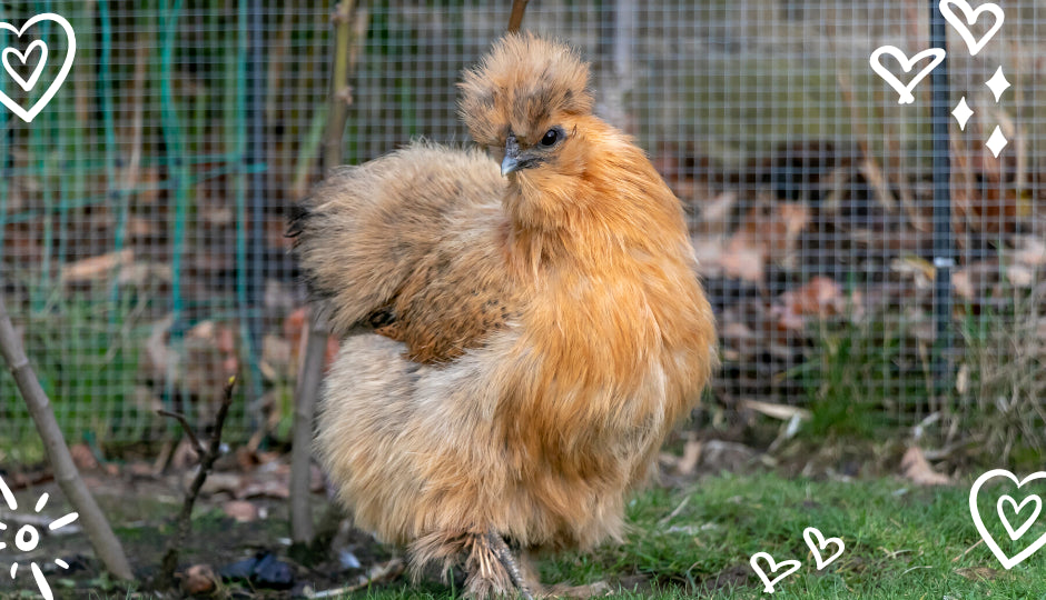 Partridge Silkie Chicken: Exploring this Popular Colour - Silkie Chicken  Experts