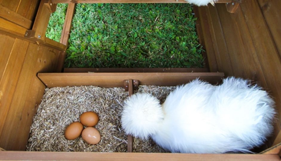 Egg Candling Chart - Backyard Poultry