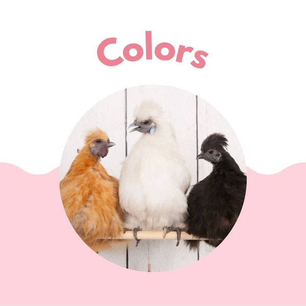 Silkie Chicken Experts Over 20 Years of Chicken Knowledge