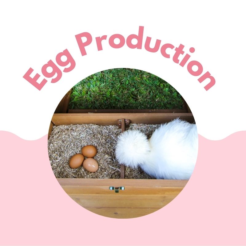 Silkie Chicken Experts Over 20 Years of Chicken Knowledge