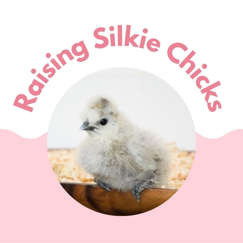 Silkie Chicken Experts Over 20 Years of Chicken Knowledge