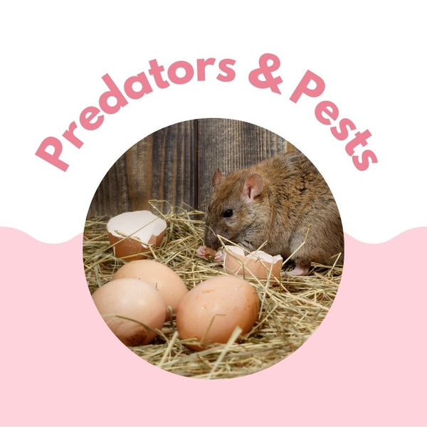 Silkie Chicken Experts Over 20 Years of Chicken Knowledge